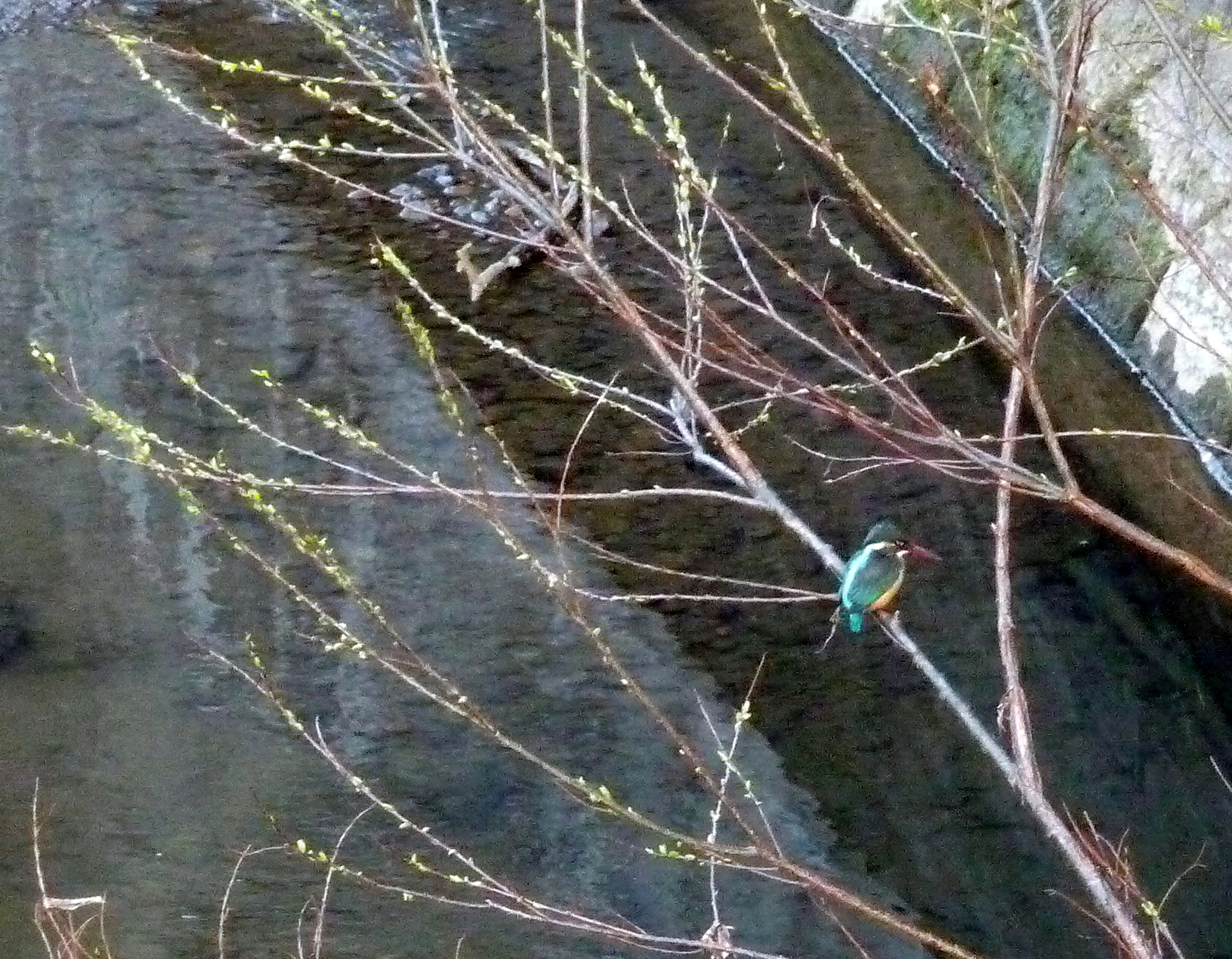 鳥の宝石　カワセミ