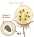 コッ（５）トン（１０）の日