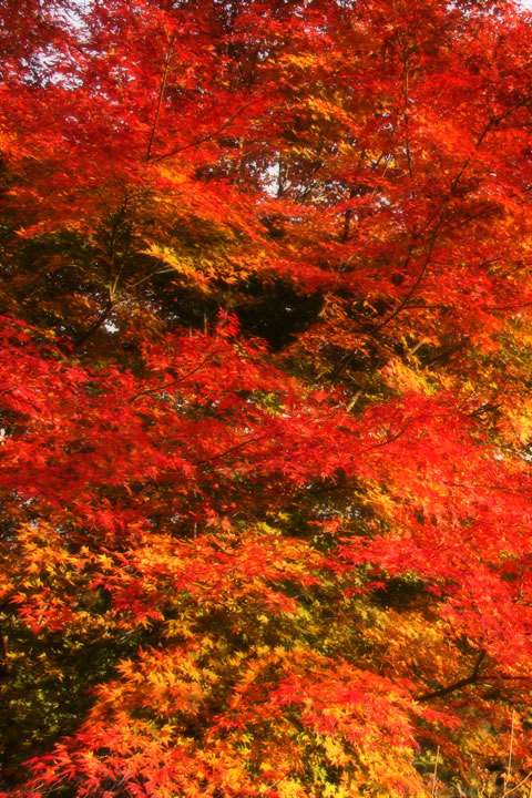 高尾山　紅葉が見ごろです