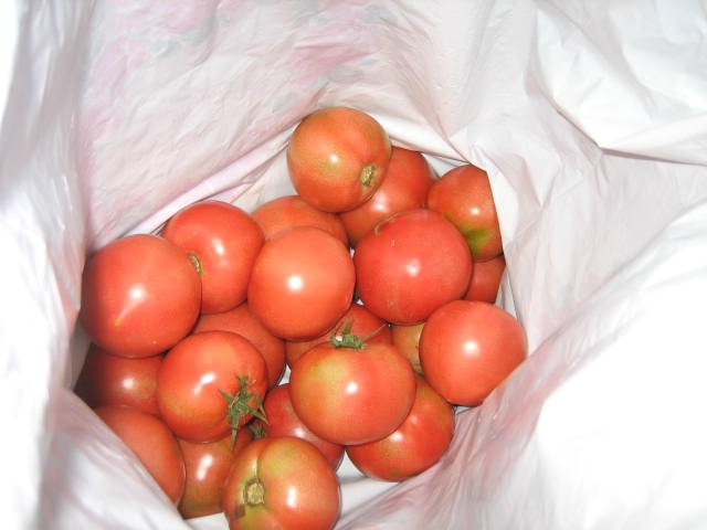 TOMATO♪