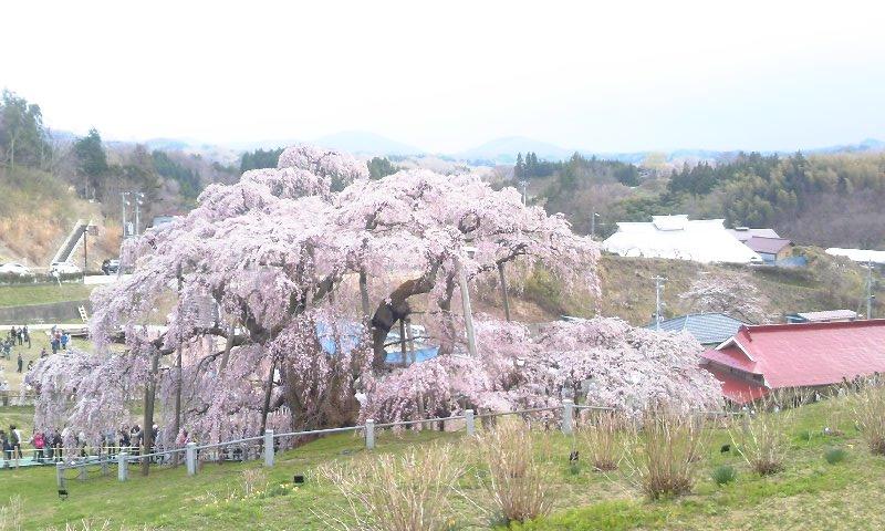 福島　三春滝桜