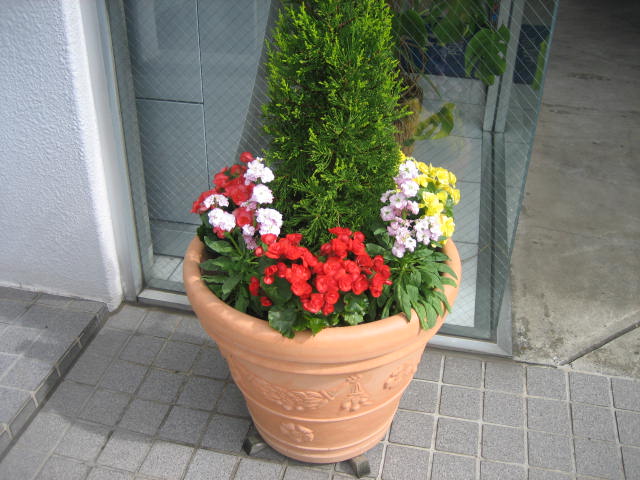 今月のお花