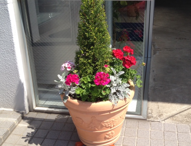 今月のお花