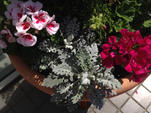 今月のお花