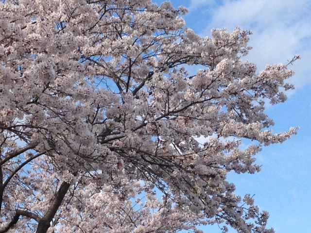 桜