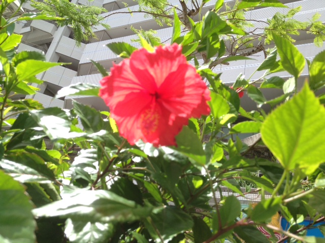 沖縄旅行