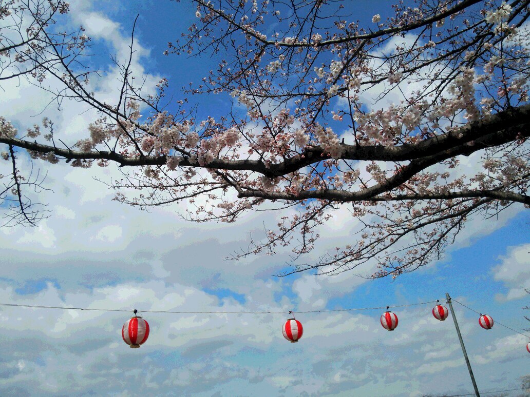 桜の季節です