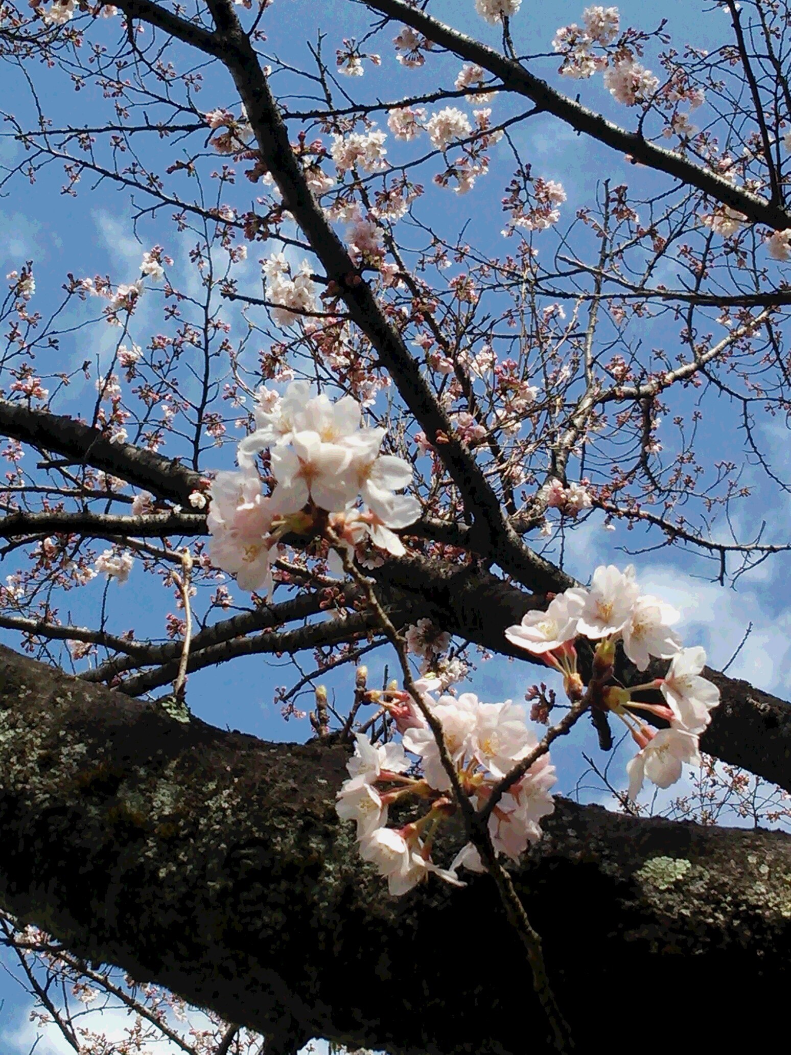桜の季節です