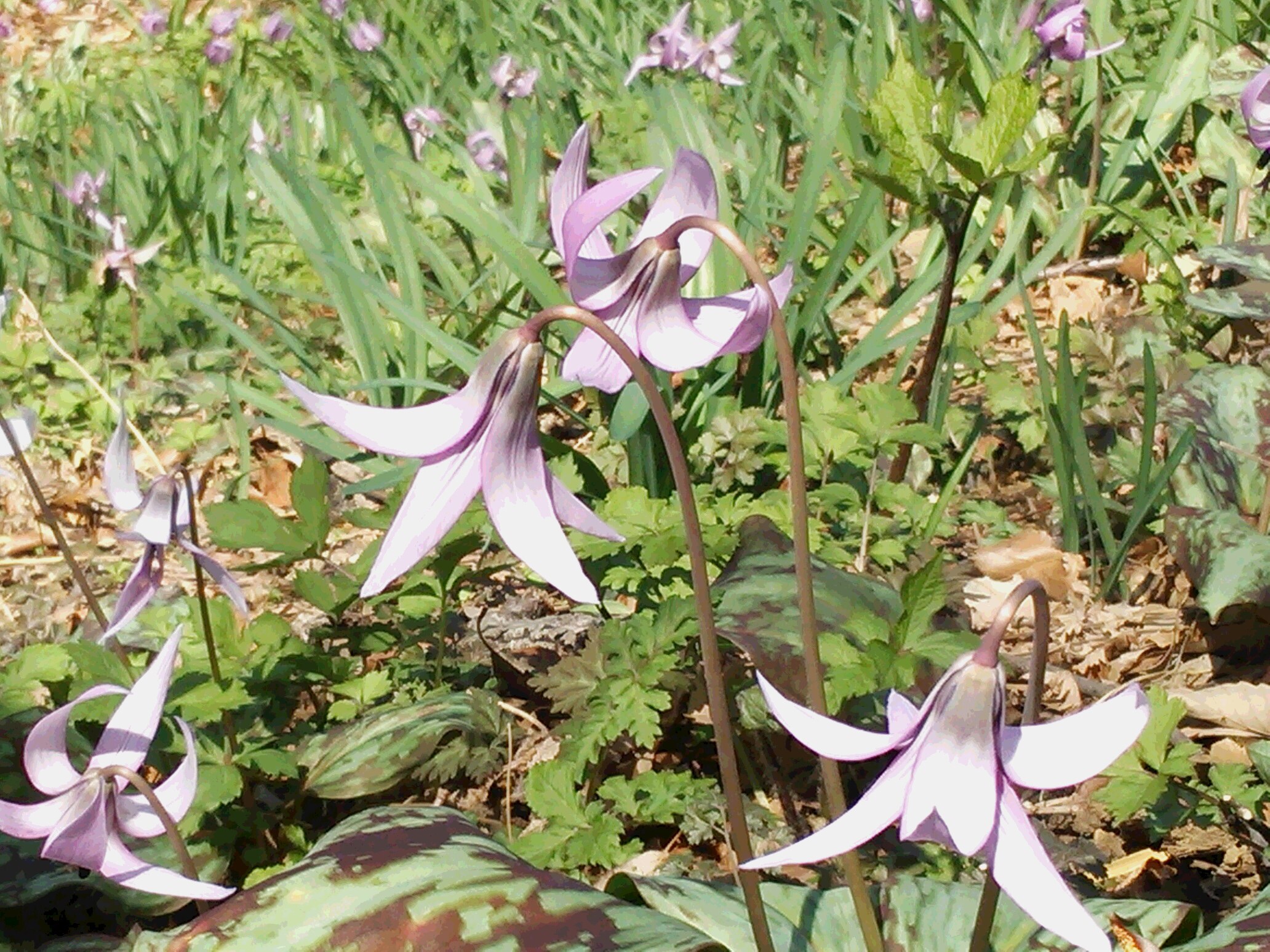 桜の季節です