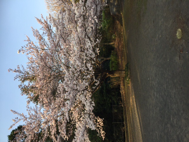 花見？バーベキュー？