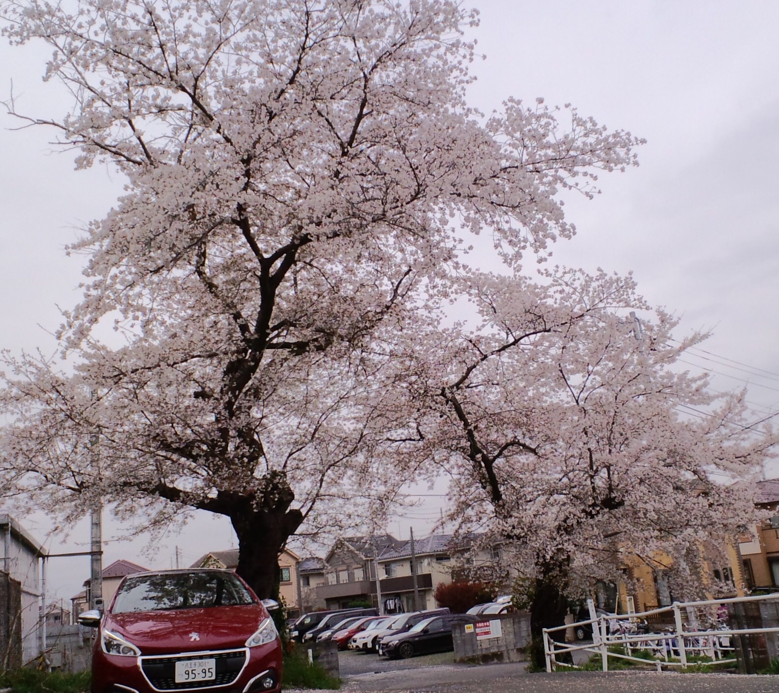 桜