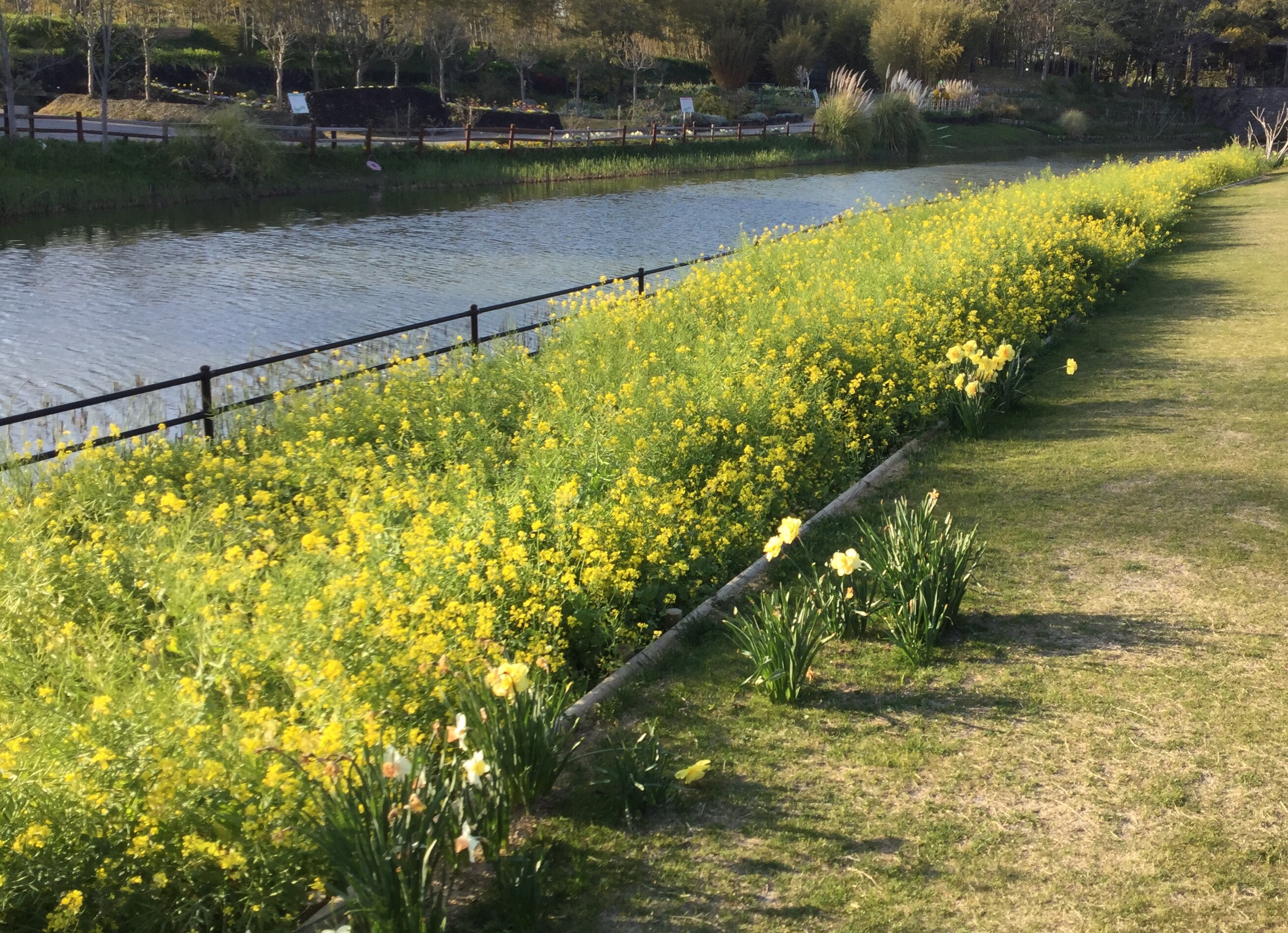 菜の花