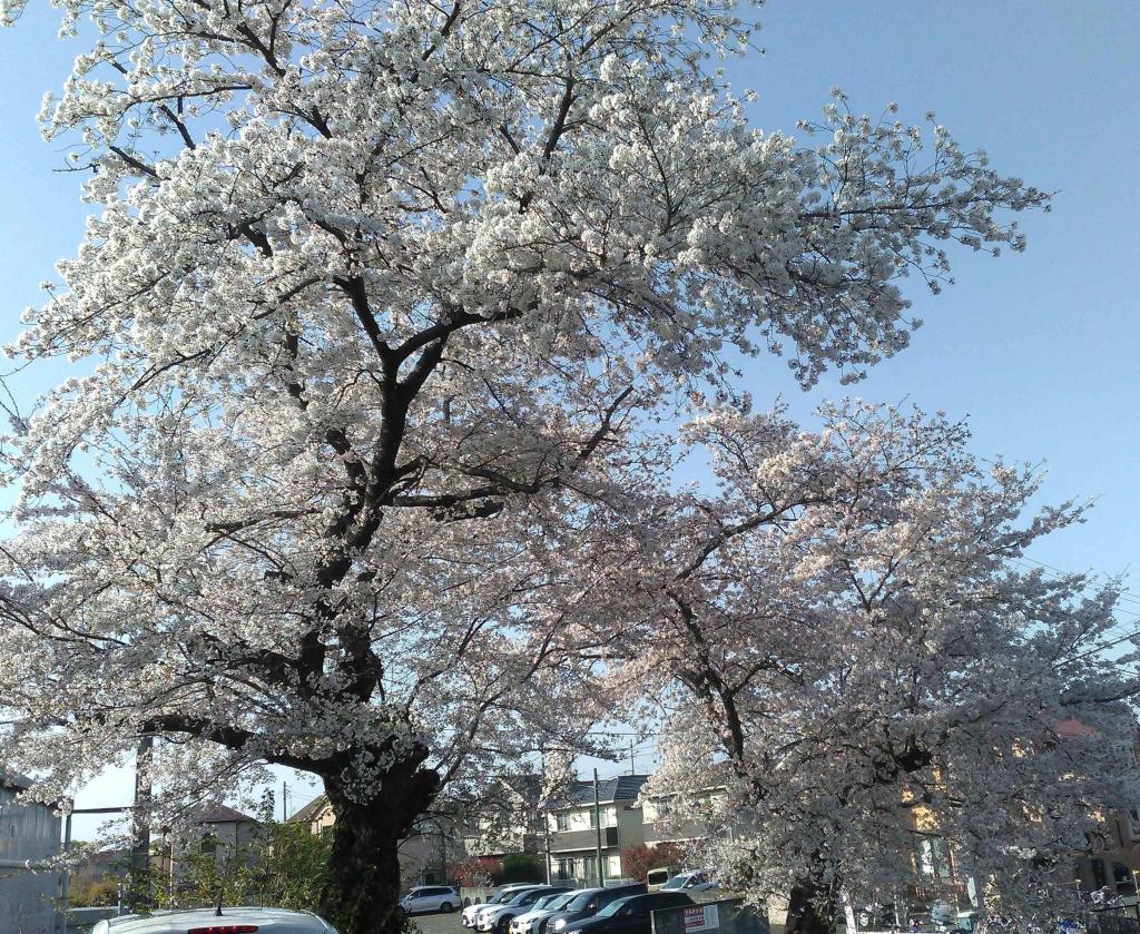 桜