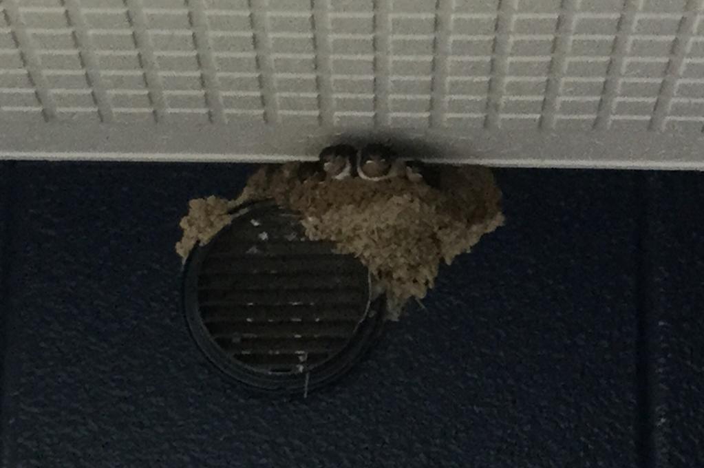 ツバメ