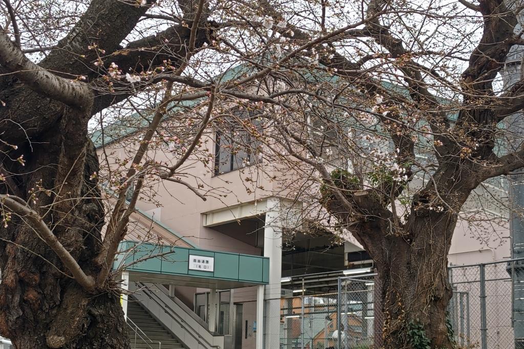 開花しました。