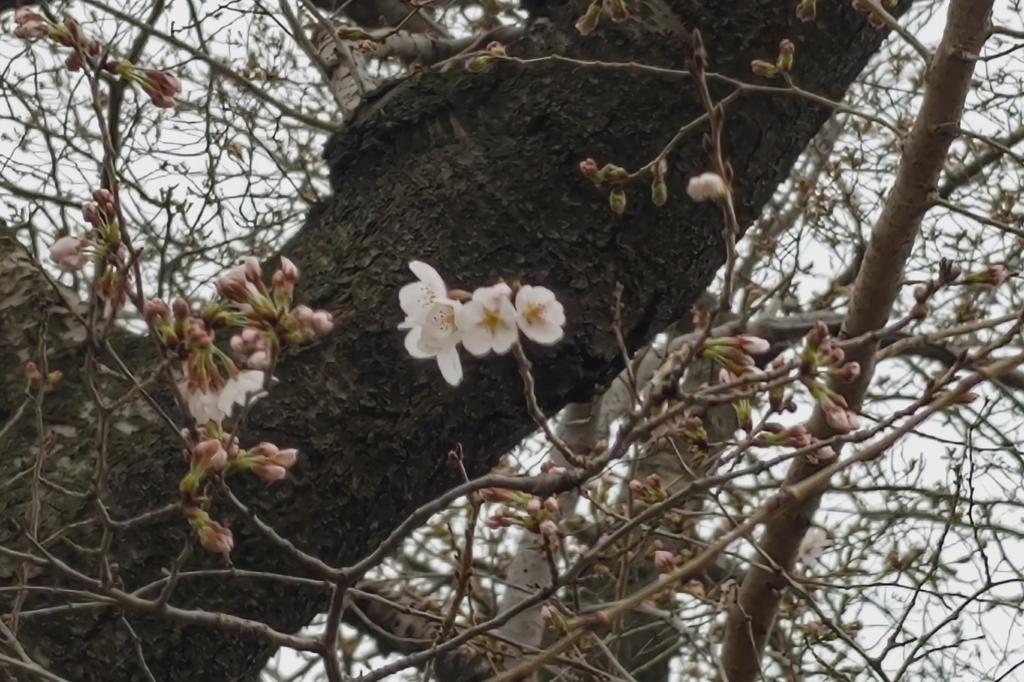 開花しました。