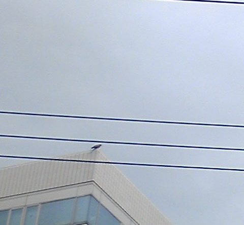 とんび