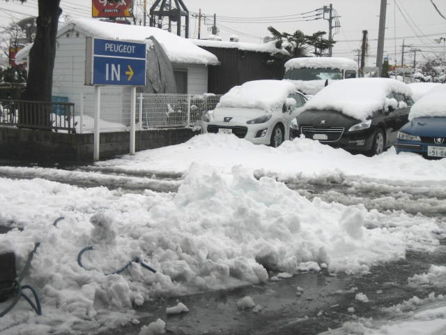 雪雪雪!!雪でございます。