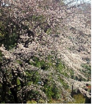 桜