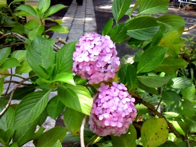 高幡不動尊までお散歩♪