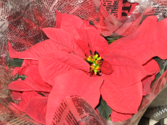 クリスマスの贈り物に(^ｰ^*)