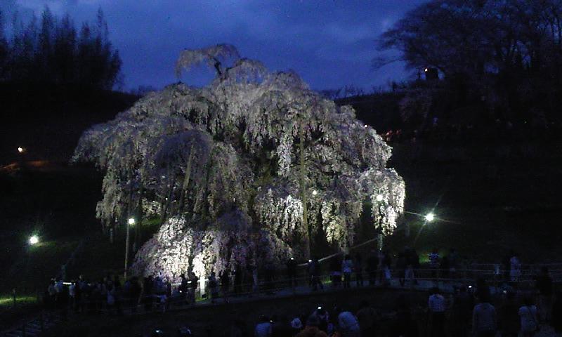 福島　三春滝桜