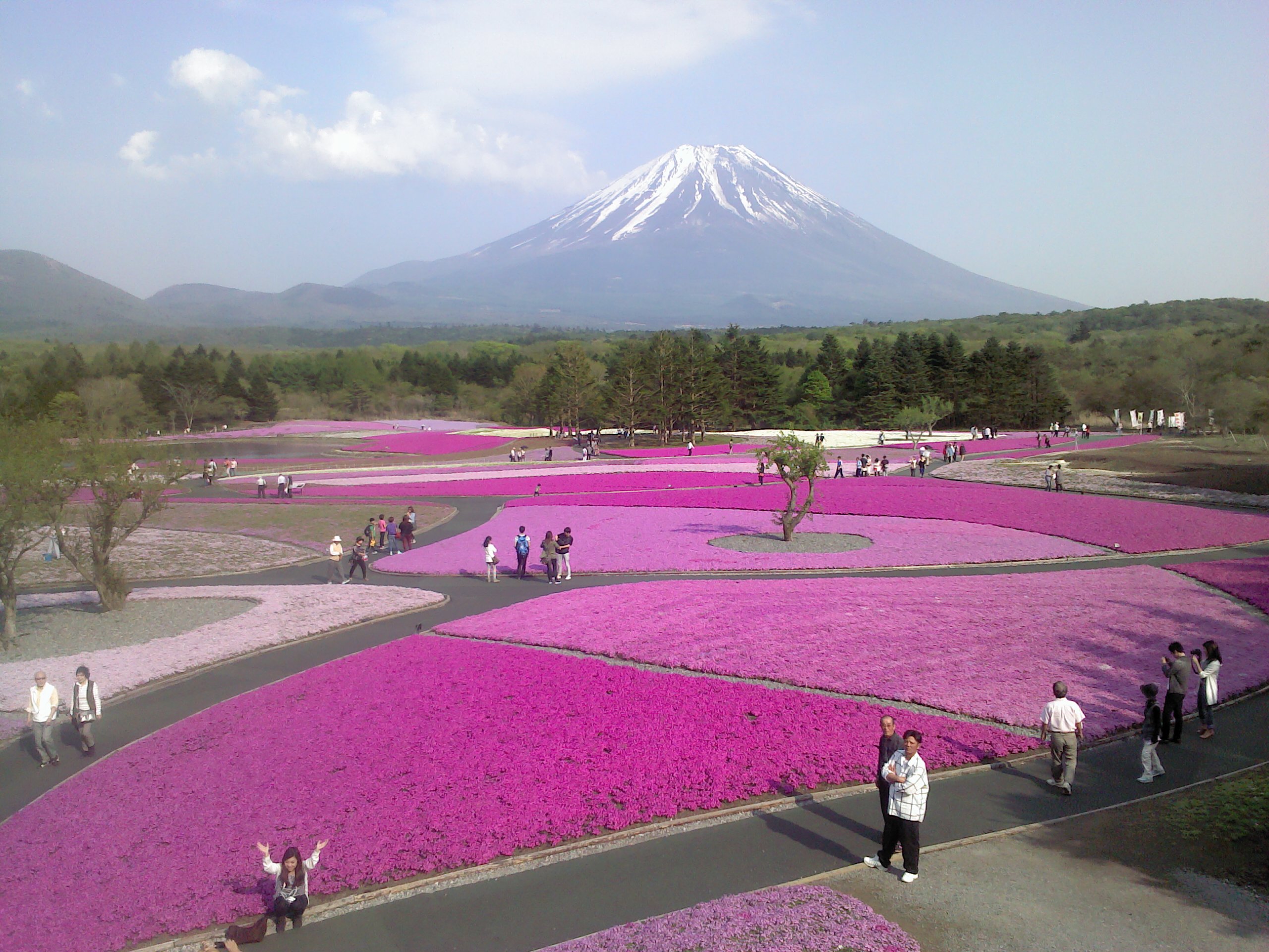 富士芝桜