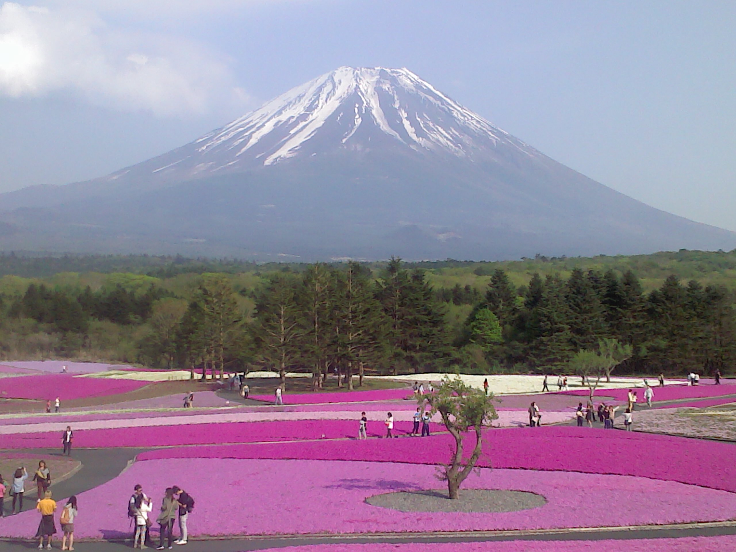 富士芝桜